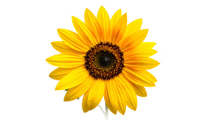 Fototapeta premium Close-up of a vibrant sunflower, its petals radiating yellow and orange against a dark background