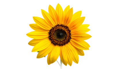 Close-up of a vibrant sunflower, its petals radiating yellow and orange against a dark background