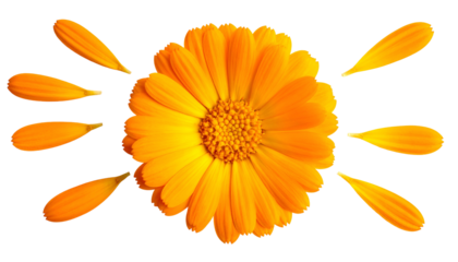 Close-up of a vibrant orange flower with detached petals on a stark black background