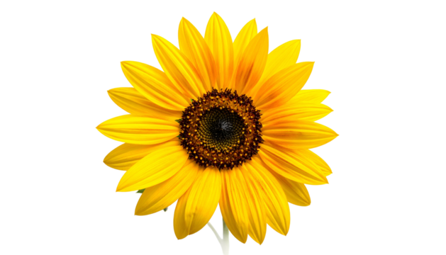 Close-up of a vibrant sunflower, its petals radiating yellow and orange against a dark background