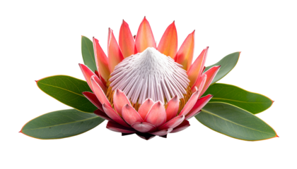 Close-up of a vibrant protea flower with a cone-like center and surrounding green leaves