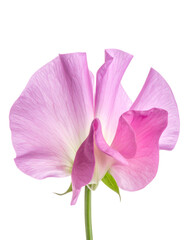 Naklejka premium Close-up of a delicate pink flower with elegant, wavy petals against a black background
