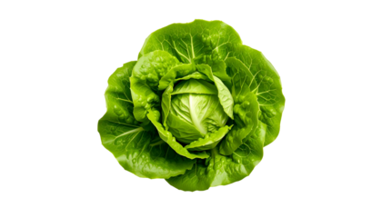 Overhead shot of a whole, fresh, green romaine lettuce head against a black backdrop