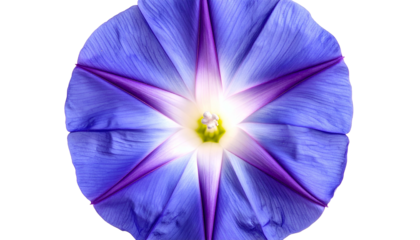 Close-up of a vibrant blue flower with purple star patterns, bright center, and dark background