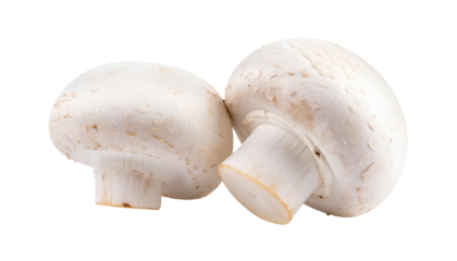 Close-up studio shot of two white button mushrooms, isolated with dark background