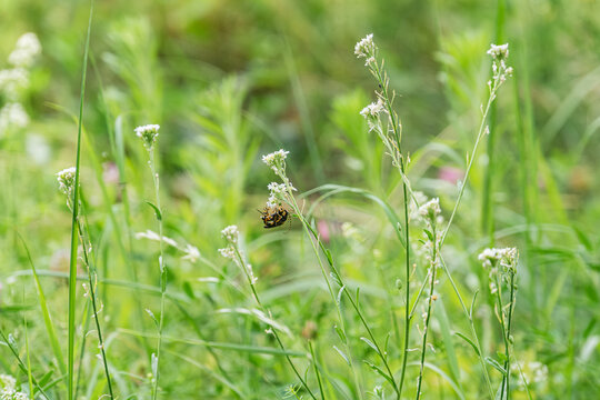 Close-up view of a meadow with tall grasses and blooming wildflowers, bee hovering near flowers under soft lighting No human presence or artificial objects - Powered by Adobe