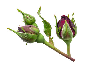 Fototapeta premium Pair of elegant red rose buds with fresh green stems isolated on transparent background