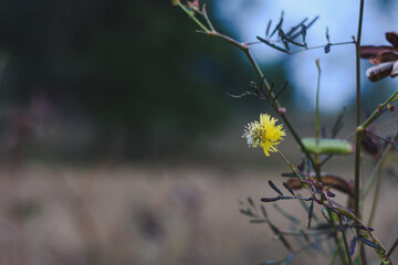 A small yellow wildflower and dried seed pods on thin branches.