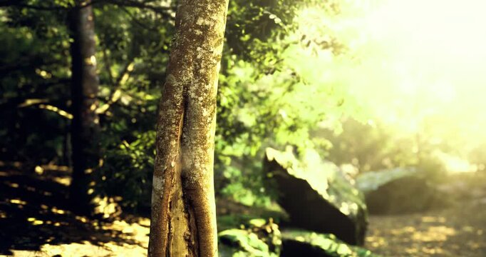 Warm sunlight streams through a vibrant forest, illuminating a sturdy tree trunk. The peaceful atmosphere highlights the beauty of nature in this serene environment.