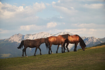 Fototapeta premium Four horses walk in line along a gentle green slope, heading toward the horizon. A dramatic range of mountains appears just beyond the edge.