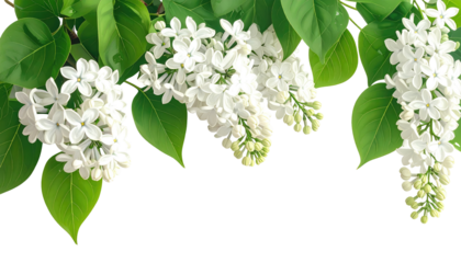 Close-up of delicate white blossoms hanging from verdant branches, contrasted by a stark black background