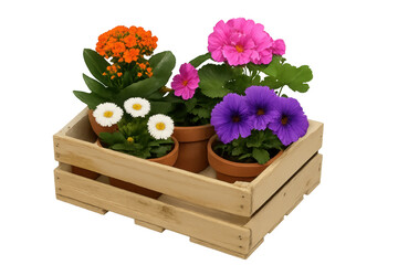 Colorful potted spring flowers in wooden crate