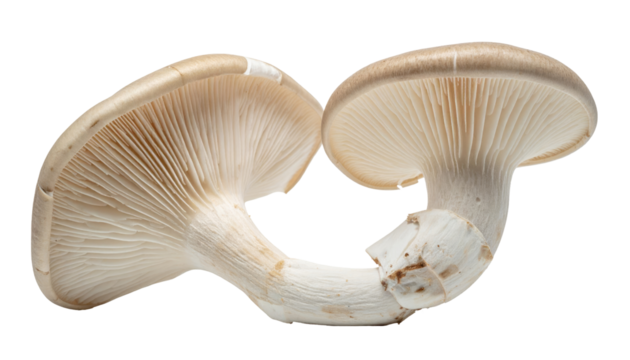 Two pale mushrooms, one inverted, revealing the delicate gills beneath their caps, set against a stark black background