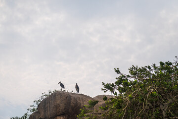 Naklejka premium Telephoto of a Marabou Stork - Leptoptilos crumenifer- sitting on a tree branch near lake Victoria, Tanzania.