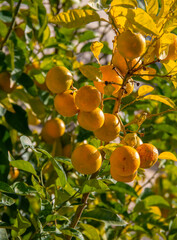 Citrus Fruits tangerines or lemons on a Branch in Greece