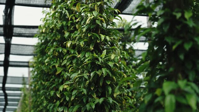 Pepper Plants in the pepper farm or field. Capia or chili red peppers in the farm