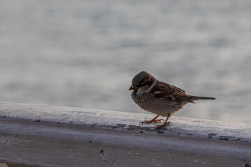 A sparrow on the parapet of the embankment by the sea. Birds and the sea. Little birds by the sea. Urban birds.