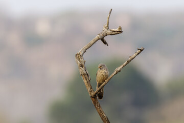 Dschungeldrosselhäherling, der auf einem Ast sitzt