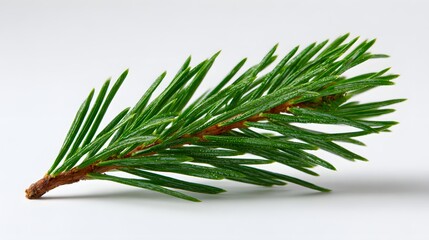 Close up view reveals vibrant green needles extending from a brown coniferous branch against a stark white background