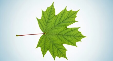 Solo vibrant green maple leaf with a striking red stem radiates natural beauty and organic freshness on a soft gradient background