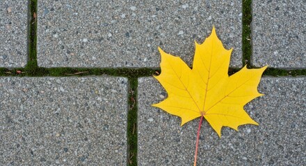 Vibrant yellow maple leaf rests gracefully on textured gray concrete pavement, showcasing nature's brilliant autumn beauty and peaceful seasonal change