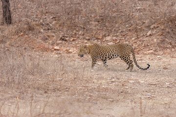 Leopard im Ranthambhore Nationalpark, Indien
