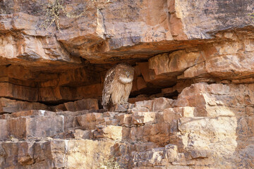Riesen-Fischuhu in einer Felswand im Ranthambhore Nationalpark, Indien