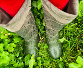 A top view of feet in rubber boots on green, wet strawberry bushes with flowers.
