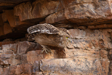 Riesen-Fischuhu beim Abflug aus einer Felswand im Ranthambhore Nationalpark, Indien