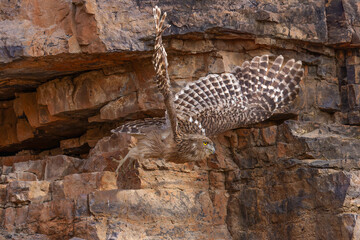 Riesen-Fischuhu beim Abflug aus einer Felswand im Ranthambhore Nationalpark, Indien