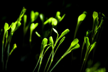 A bunch of green plants with leaves. The leaves are green and have a pointed tip. The plants are growing in a dark area