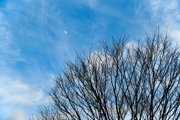 A tree with no leaves is in the middle of a blue sky. The sky is clear and the sun is shining