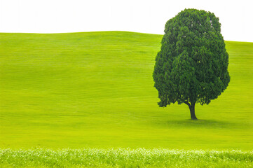 A large tree is in the middle of a green field. The field is very large and has no other trees