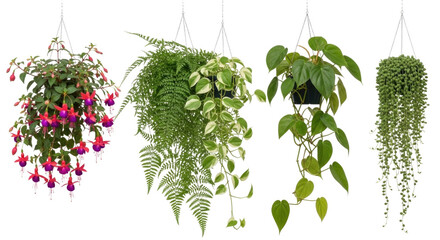 Obraz premium Four hanging plants with fuchsia flowers ferns and trailing vines transparent background cutout png