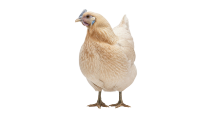 Buff Orpington chicken isolated PNG on transparent background, domestic fowl with light brown feathers for poultry farming and food production