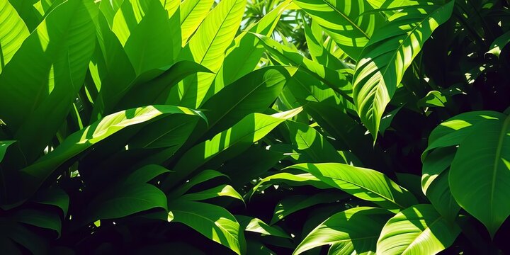 Lush green tropical leaves, vibrant textures, sunlight dappled,  shadow,  macro
