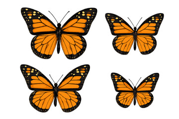 Set of beautiful monarch butterflies in various sizes isolated on white background
