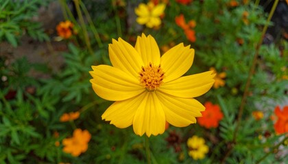 Obraz premium Yellow Flower with Symmetrical Petals and Brown Center Surrounded by Green Foliage and Purple Bloom