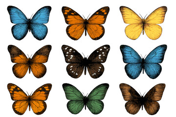 Nine tropical butterflies with vibrant colors and intricate wing patterns isolated on white