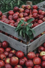 Fresh red apples piled in rustic wooden crates, autumn harvest season