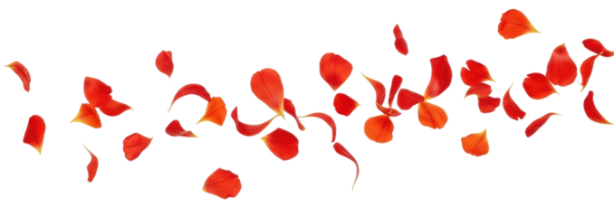 Abstract red swirls and shapes transparent background cutout png