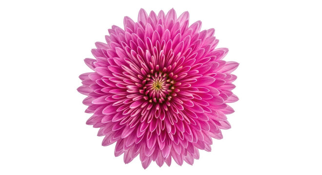 Vibrant pink chrysanthemum flower PNG isolated on transparent background, beautiful blossom with many petals for design projects