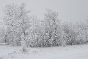 beautiful winter landscape. a group of trees covered with snow on a cloudy winter day