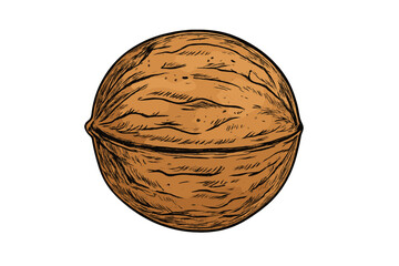 Whole walnut in textured shell rendered in vintage woodcut style isolated on white background