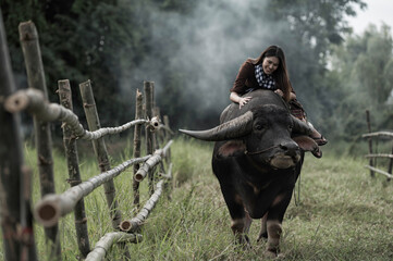 young woman with a cow. Portrait young woman sits and smiles on the back of a buffalo.	