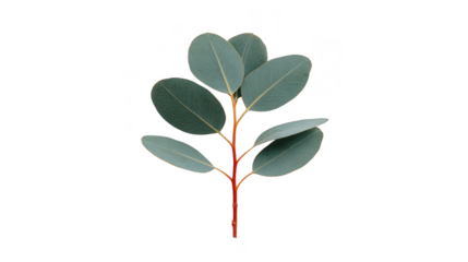 Eucalyptus leaf branch with round green leaves and reddish stem isolated on transparent background, perfect for botanical, natural, or floral design projects