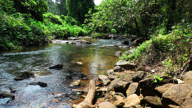 A dense forest with a wild stream | A landscape in Kerala, India - Powered by Adobe