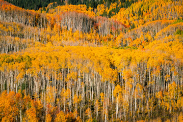 Golden aspen forest near Kebler pass in Colorado