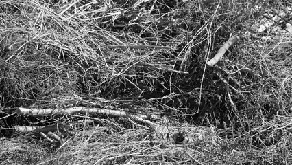 Gray background, close-up of cut tree branches