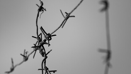 barbed wire close-up against a gray sky